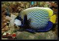 Pomacanthus Imperator Adulte