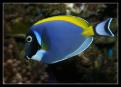 Acanthurus Leucosternon 2