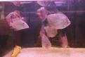 Aquari'Home 016
