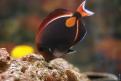 Aquarium de la Mer Rouge 043