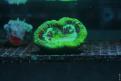 Aquarium de la Mer Rouge 099