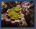 Montipora-mars-2005