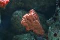 Aquarium de la Mer Rouge 025