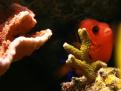 Montipora Digitata