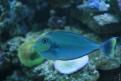 Aquarium de la Mer Rouge 075