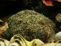 Euphyllia Glabrescens
