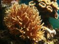 Seriatopora Hystrix brun