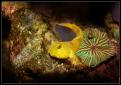 Cryptocentrus cinctus
