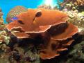 Montipora Orange
