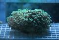 Aquarium de la Mer Rouge 012
