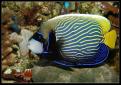 Pomacanthus Imperator Adulte