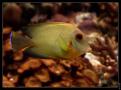Acanthurus Pyroferus
