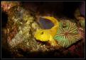 Cryptocentrus Cinctus 2