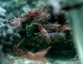 Mer Rouge 146