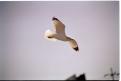 USA T04-36 Oiseau en vol