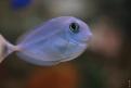 Aquarium de la Mer Rouge 051