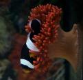 Mer Rouge 156