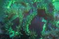 Aquarium de la Mer Rouge 077