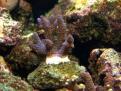 Acropora violet