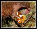 Amphiprion Ocellaris dans une anémone (reproduction dans mon bac)