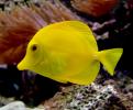 Zebrasoma flavescens (3)