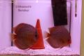Interzoo 128