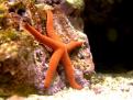 Linckia Laevigata (2)