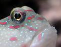 Goby
