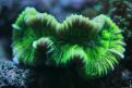 Aquarium de la Mer Rouge 005