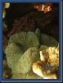 Anemone