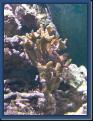Acropora