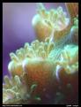 sps MACRO1