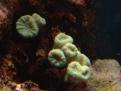 Caulastrea green