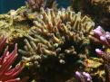 Acropora Granulosa