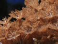 polypes5