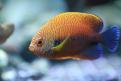 Aquarium de la Mer Rouge 128