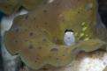 Blenny