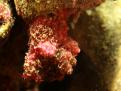 Dendronephthya