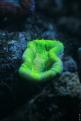 Aquarium de la Mer Rouge 081