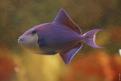 Aquarium de la Mer Rouge 068