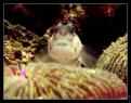 Cryptocentrus Leptocephalus 2