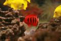 Aquarium de la Mer Rouge 038