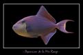 odonus niger