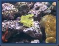 Montipora