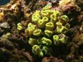 Caulastrea Curvata
