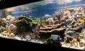 Aquarium de Thierry Galeuchet 720 litres