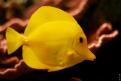 Zebrasoma flavescens (2)