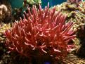 Seriatopora Hystrix rose