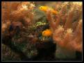 Gobiodon Okinawae 2