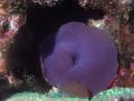 Discosoma Bleu